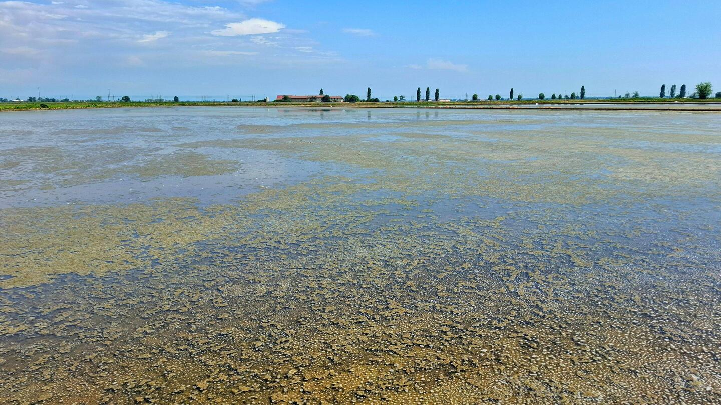 Hier is nog niet gezaaid. Woonplaats voor miljoenen muggen.