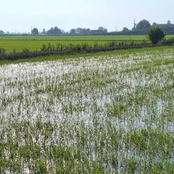 De vochtigheid en de hitte zorgen voor een doordringende geur.