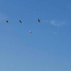 Prachtige steltvogels de hele dag lang