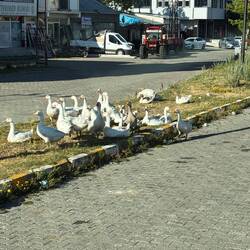 Glaub nicht, dass hier einer gezählt hat
