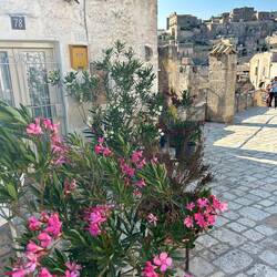 Überall blühender Oleander 😍