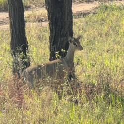 Dikdik