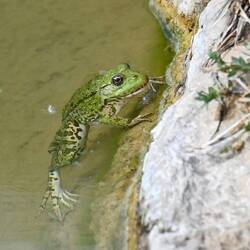Frosch bei der Mineralwasserquelle