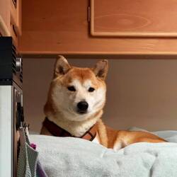 Nach dem anstrengenden Tag darf ich kurz mit ins Schlafzimmer 👍