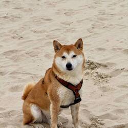 Ob ich zurück komme??