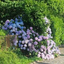 Einfach tolle Hortensien