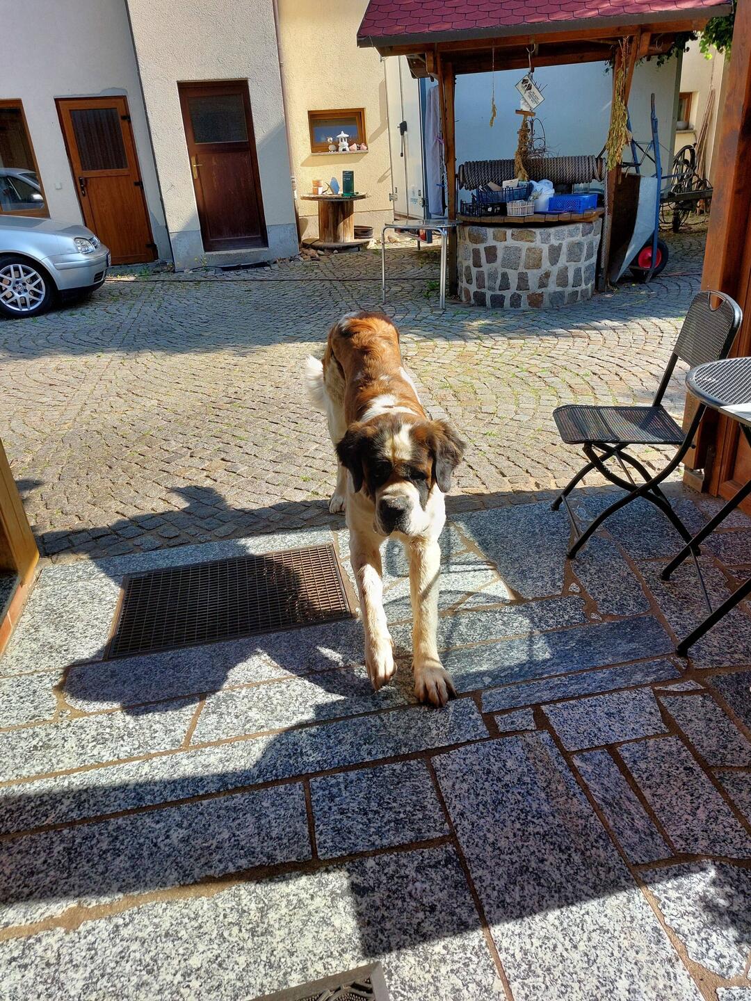 Der Wirtshaushund vom Laubenschlösschen