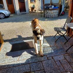 Der Wirtshaushund vom Laubenschlösschen