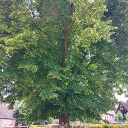 Bienenkonzert und Auskühlrast in Niederau