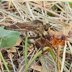 Raubfliege überfällt Junikäfer