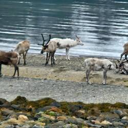 Bim abfahre sind no es paar Rentier cho.