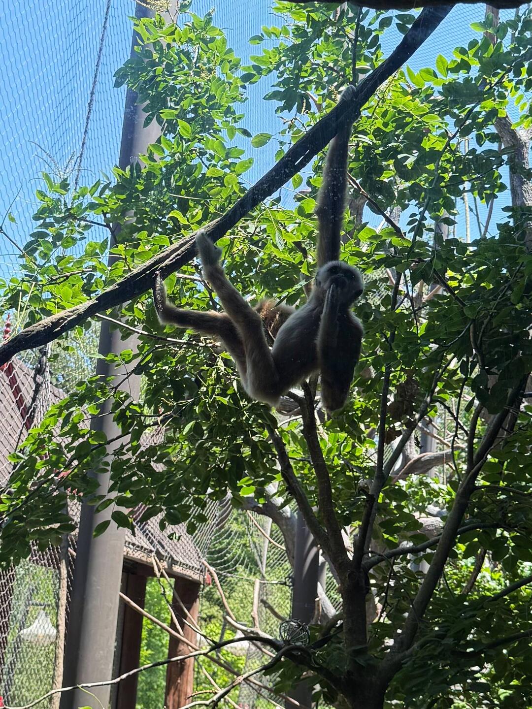 Baby Gibbon