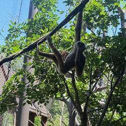 Baby Gibbon