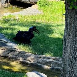 Abyssinian ground hornbill