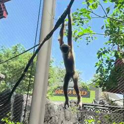 Just missed this little guy showing off ... swinging and kicking off the glass!