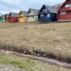 Schön bunt für die Zeit der Polarnacht