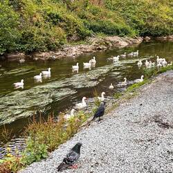 Lots of cute ducks in the moat of Cahir Castle