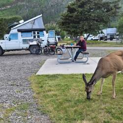 Oh Deer 😆