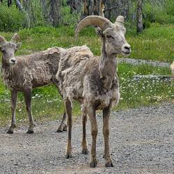 Neugierige Bighorn Schafe an der Straße