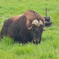 Moschus Ochse