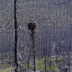 Ein eher trauriger Horst inmitten verbrannter Bäume