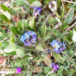 ... am Wegesrand ...