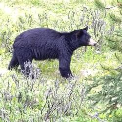 Lieber nochmal eine schöne Bärin