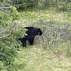 Das kleine Bärchen hält sich bedeckt.