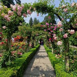 In the garden