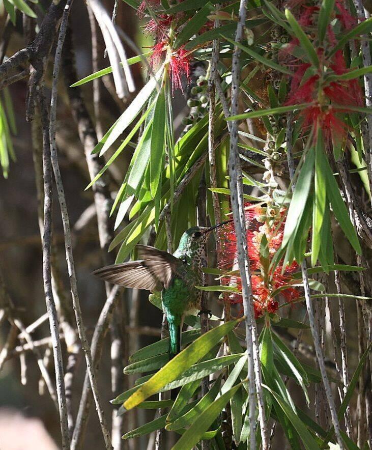 Kolibri