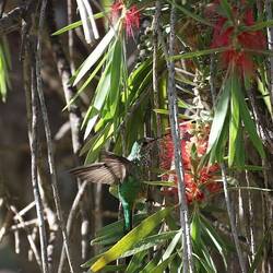 Kolibri