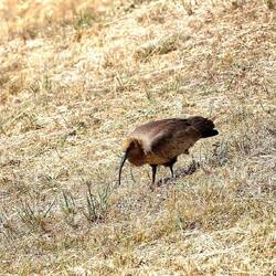 Anden-Ibis