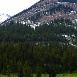 Rocky Mountains Sheep
