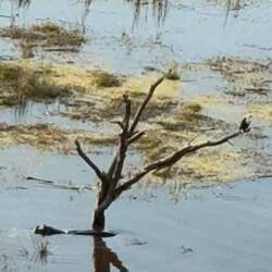 Rechts der Adler, links das Hippo. Leben im Delta.