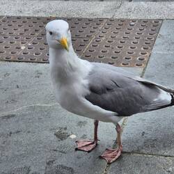 Die Silbermöwe isch echt und fasch zum a länge