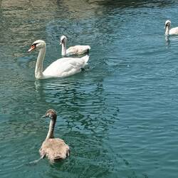 Schwäne 🦢 im Hafen von Lazise