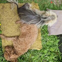 He actually layed down outside for a minute! Big progress for Leo.