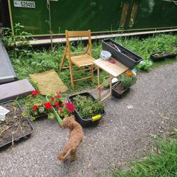 Tiger 'helping' with the gardening