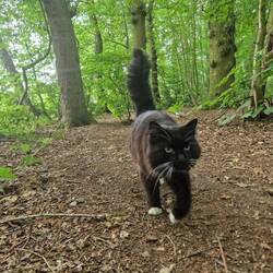 Whiskers looking confident in his new domain