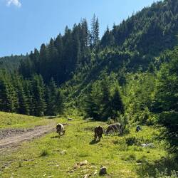 83 Tiere umfasst die Herde