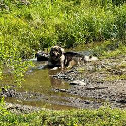 Mica ist etwas unruhig und das hat einen Grund 🐕