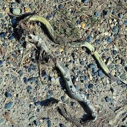 Een slangenlijk ligt onder mijn voeten te vergaan.