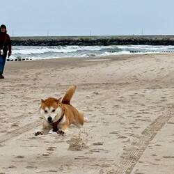 Da kann er sogar fliegen!