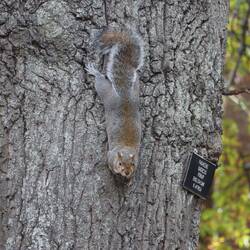 ...heute nur noch die Eichhörnchen