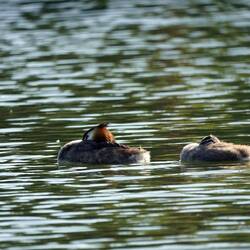Hubätaucher nu am Schlafe😴