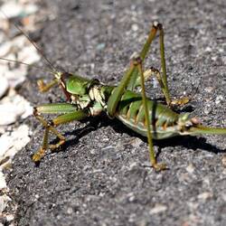 riesigi Balkan-Sägeschrecke