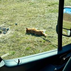 Symbolisch für Lazy in Lazy