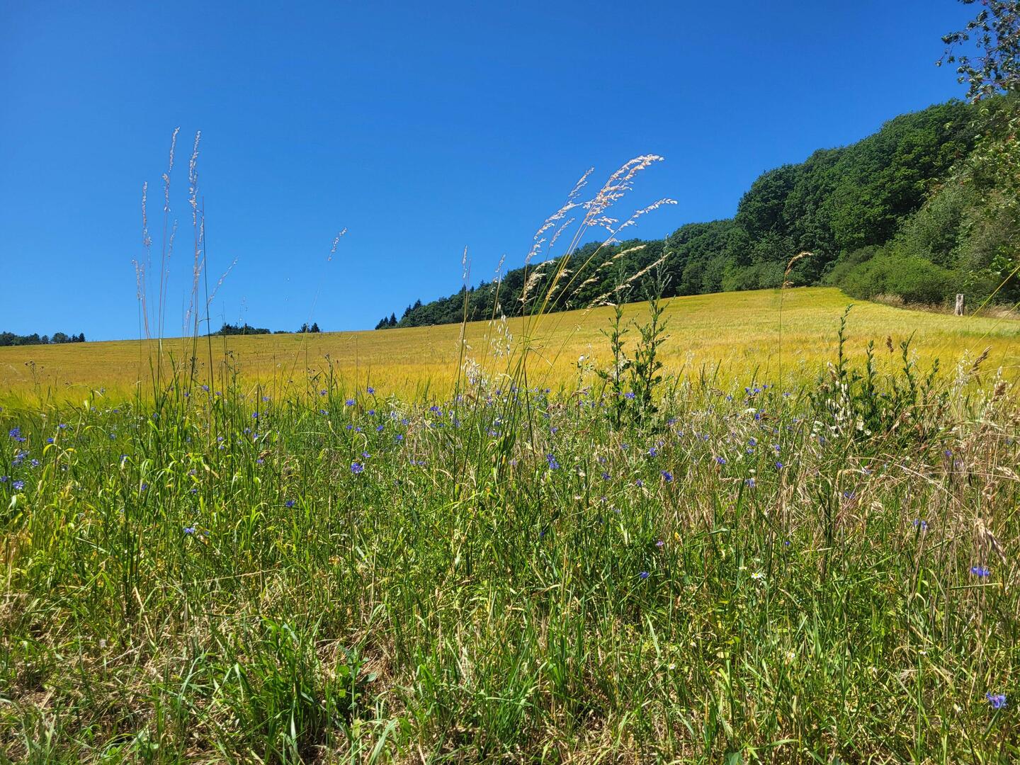 Über die Feldmark in praller Sonne.