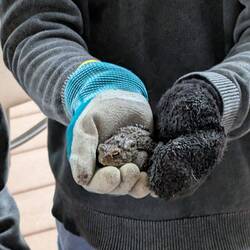Great nephew found a toad