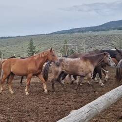 The horses are able to go from the paddock to the fields overnight